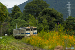 採銅所駅 キバナコスモス