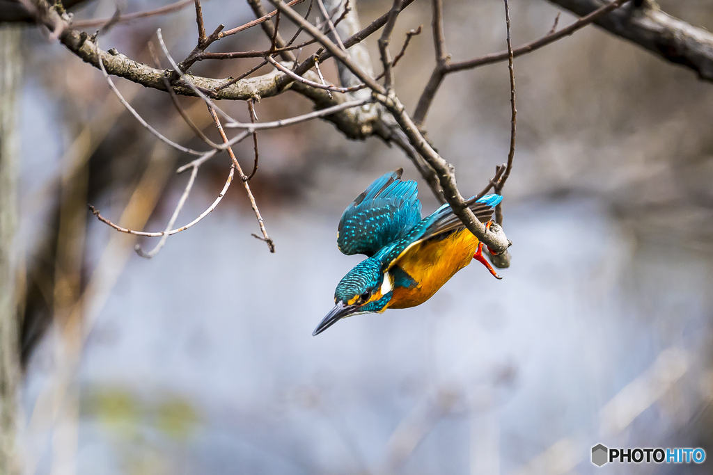 公園のカワセミ １３３