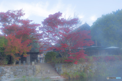 2025年 金鱗湖の紅葉 7