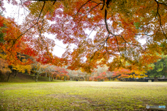 2024年 秋月城跡の紅葉 ８
