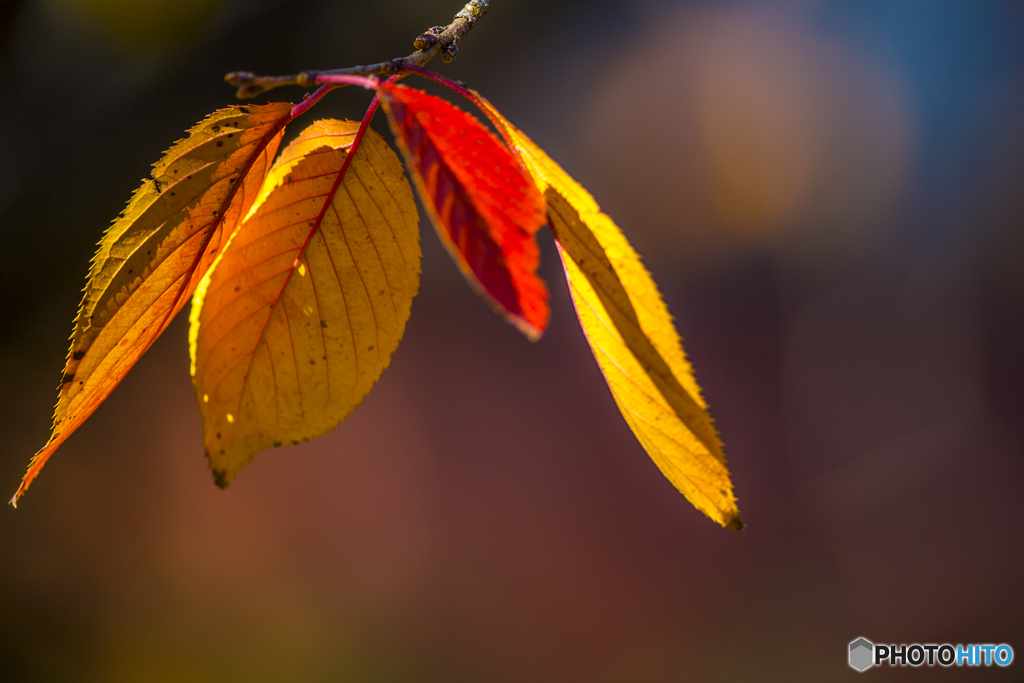 公園散策 最後の紅葉１