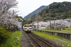 桜列車１９