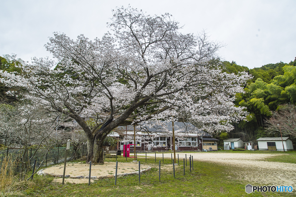2025年 久保山の１本桜 ３