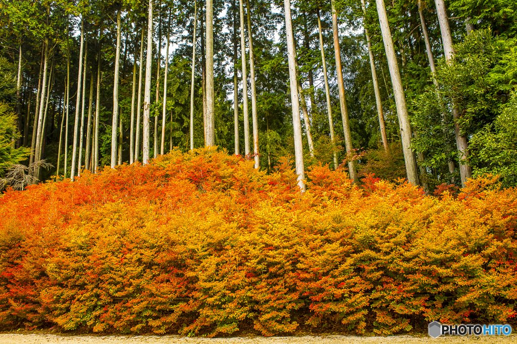 呑山観音寺の紅葉 ２