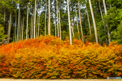 呑山観音寺の紅葉 ２