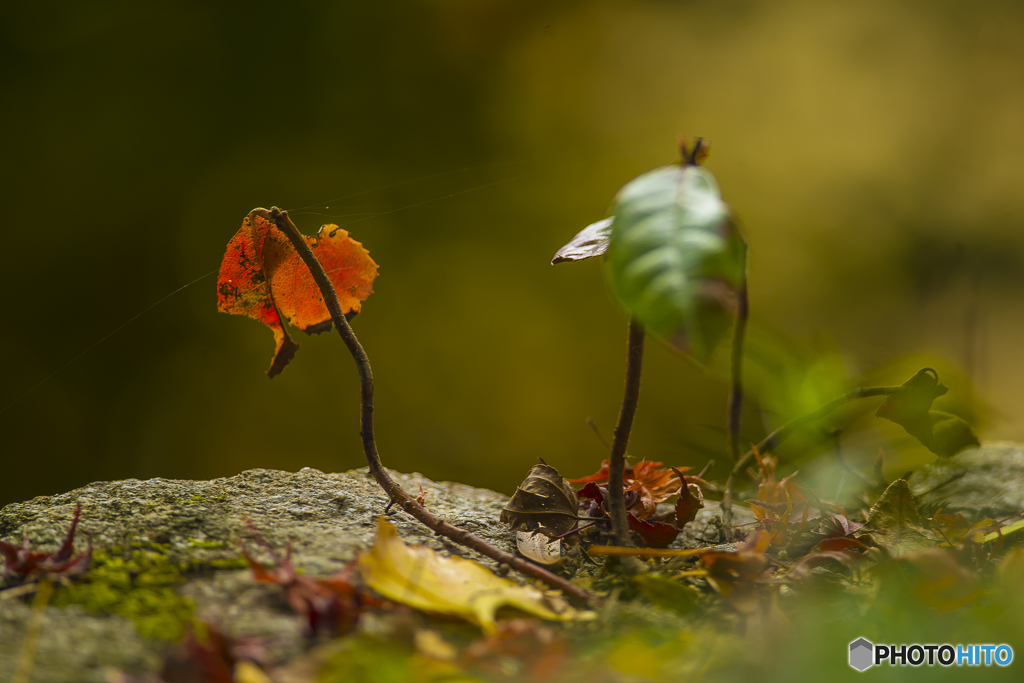 2025年 大山祇神社の紅葉 8