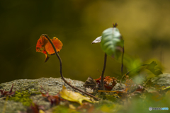 2025年 大山祇神社の紅葉 8