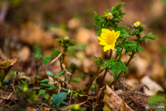 2026年 春の妖精達 福寿草 9