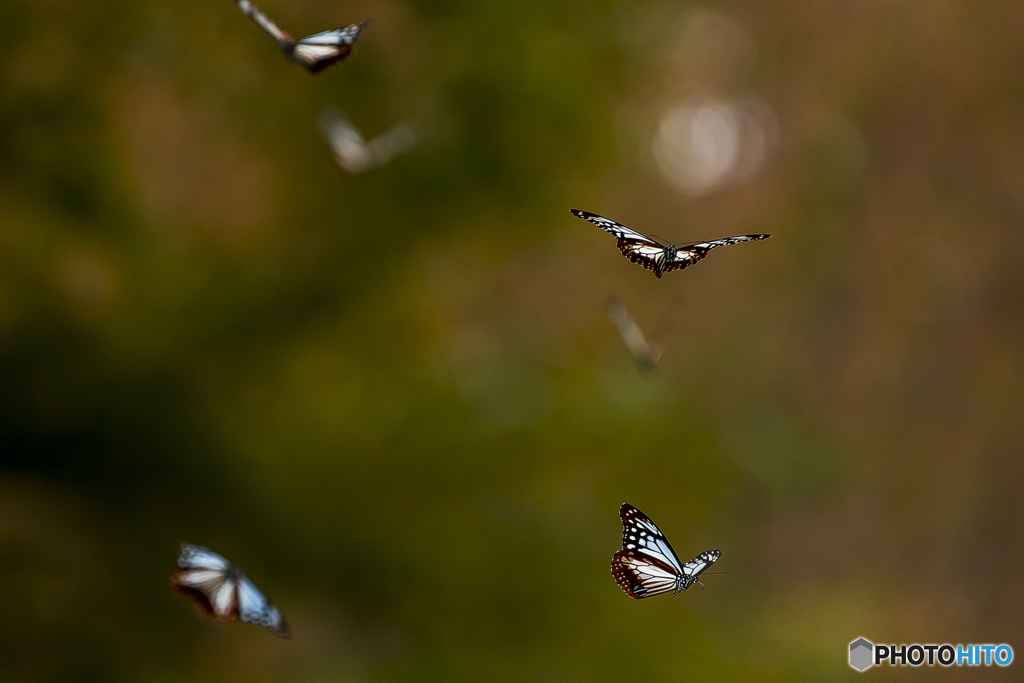 くじゅう花公園のアサギマダラ３