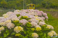 2025年 平成筑豊鉄道 紫陽花列車 ９