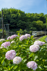 紫陽花 列車 ２