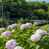 紫陽花 列車 ２