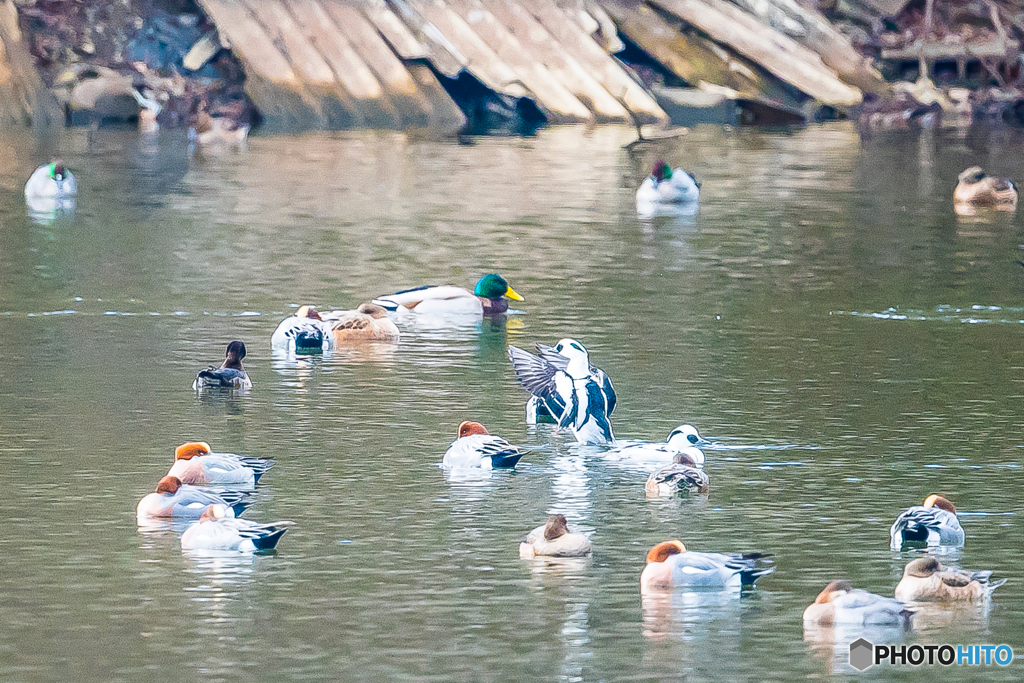 2026年 ミコアイサ 6