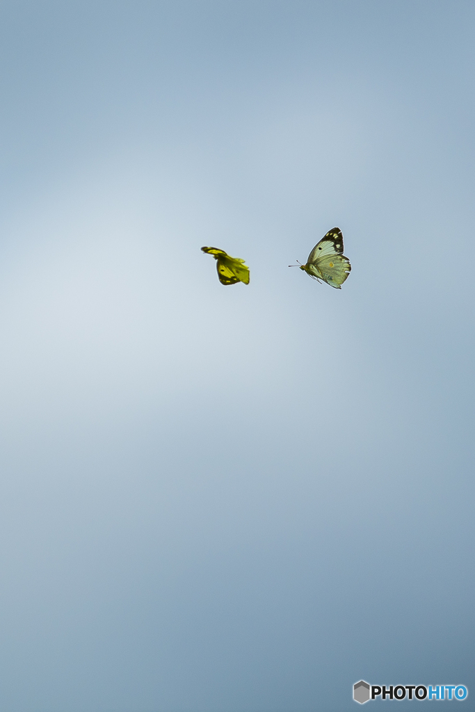 ヒゴタイ公園 モンキチョウ飛翔２