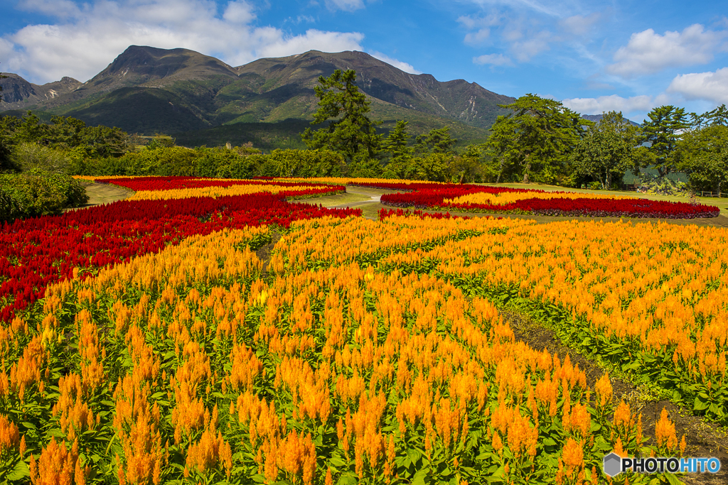 Kuju Flower Park１
