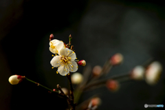 2026年 石橋文化センター散策 16