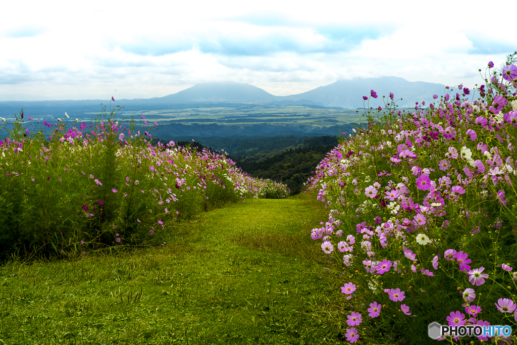 ヒゴタイ公園のコスモス１