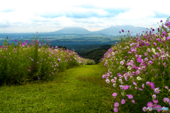 ヒゴタイ公園のコスモス１
