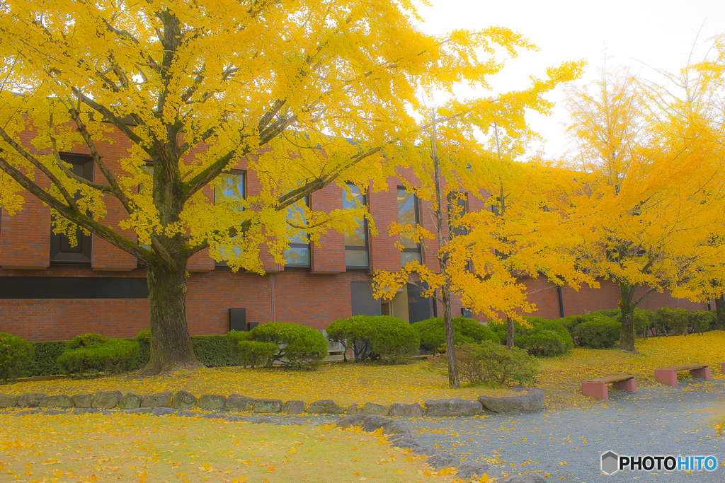 2025年 石橋文化センターの紅葉 1