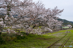 桜列車２０