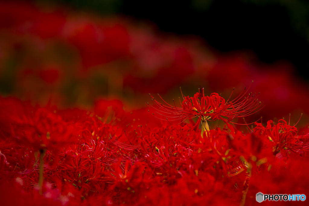 社が丘花公園４