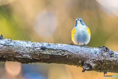 2026年 ルリビタキ 6