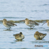 2024年 干潟の鳥達 １