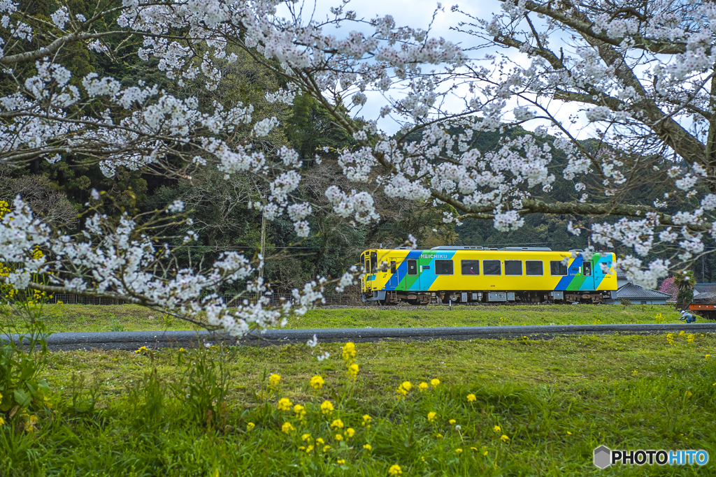 2025年 桜列車（平成筑豊鉄道）５