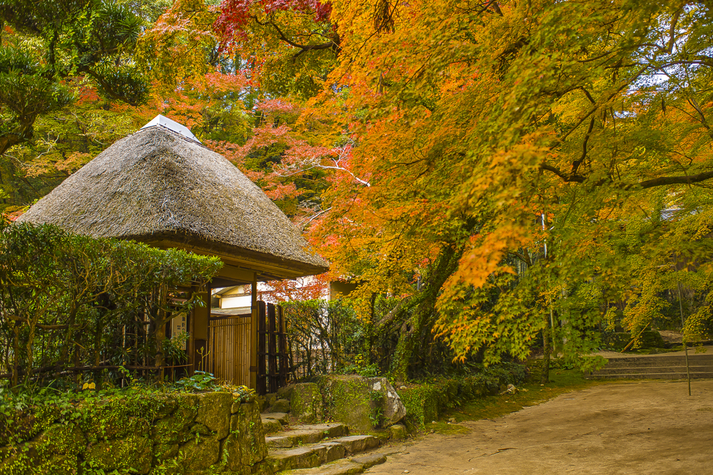 2024年 仁比山神社の紅葉 ５