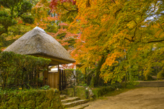 2024年 仁比山神社の紅葉 ５