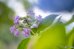 公園の紫陽花 ４