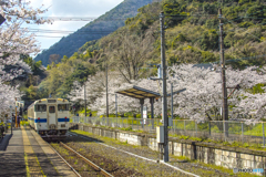 2025年 桜列車（JR日田彦山線）２