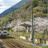 2025年 桜列車（JR日田彦山線）２