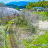 2025年 桜列車（平成筑豊鉄道）２