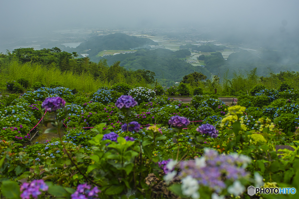 2025年 大聖寺の紫陽花 １