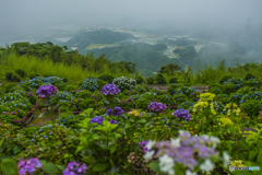 2025年 大聖寺の紫陽花 １