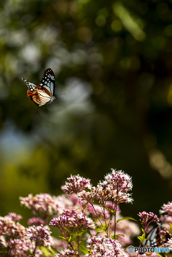 くじゅう花公園のアサギマダラ６