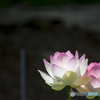 唐比蓮園 ４