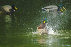 水飛沫
