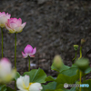 唐比蓮園 １４