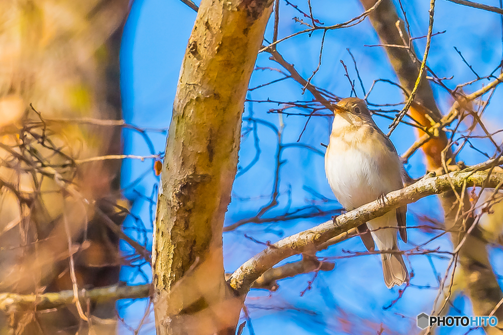 2026年 ニシオジロビタキ 9