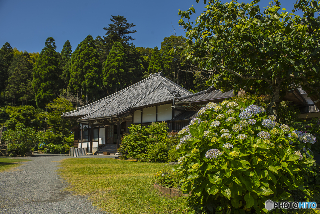 2025年 千光寺の紫陽花 １