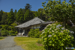 2025年 千光寺の紫陽花 １