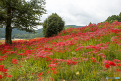 社が丘花公園の彼岸花