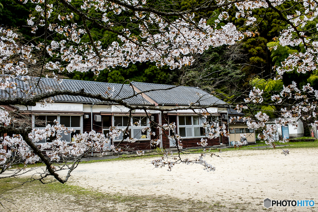 2025年 久保山の１本桜 ６
