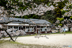2025年 久保山の１本桜 ６