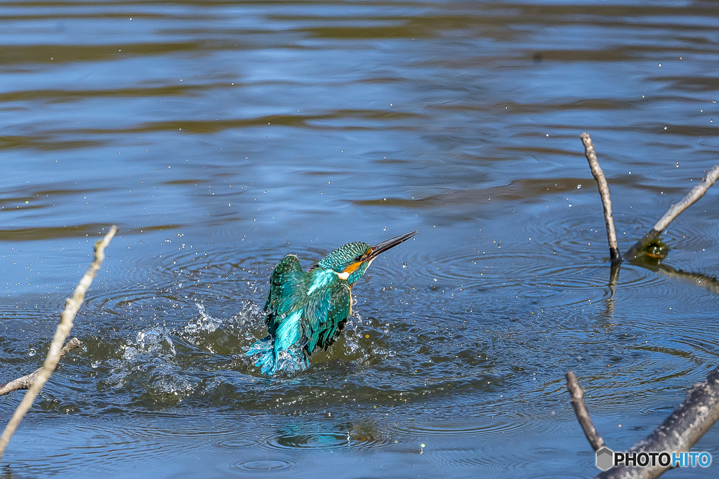 公園のカワセミ11