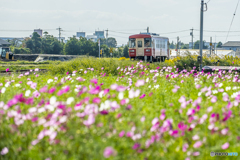 2025年 甘鉄とコスモス 1
