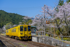 桜列車９