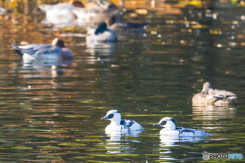 2025年 ミコアイサ 1
